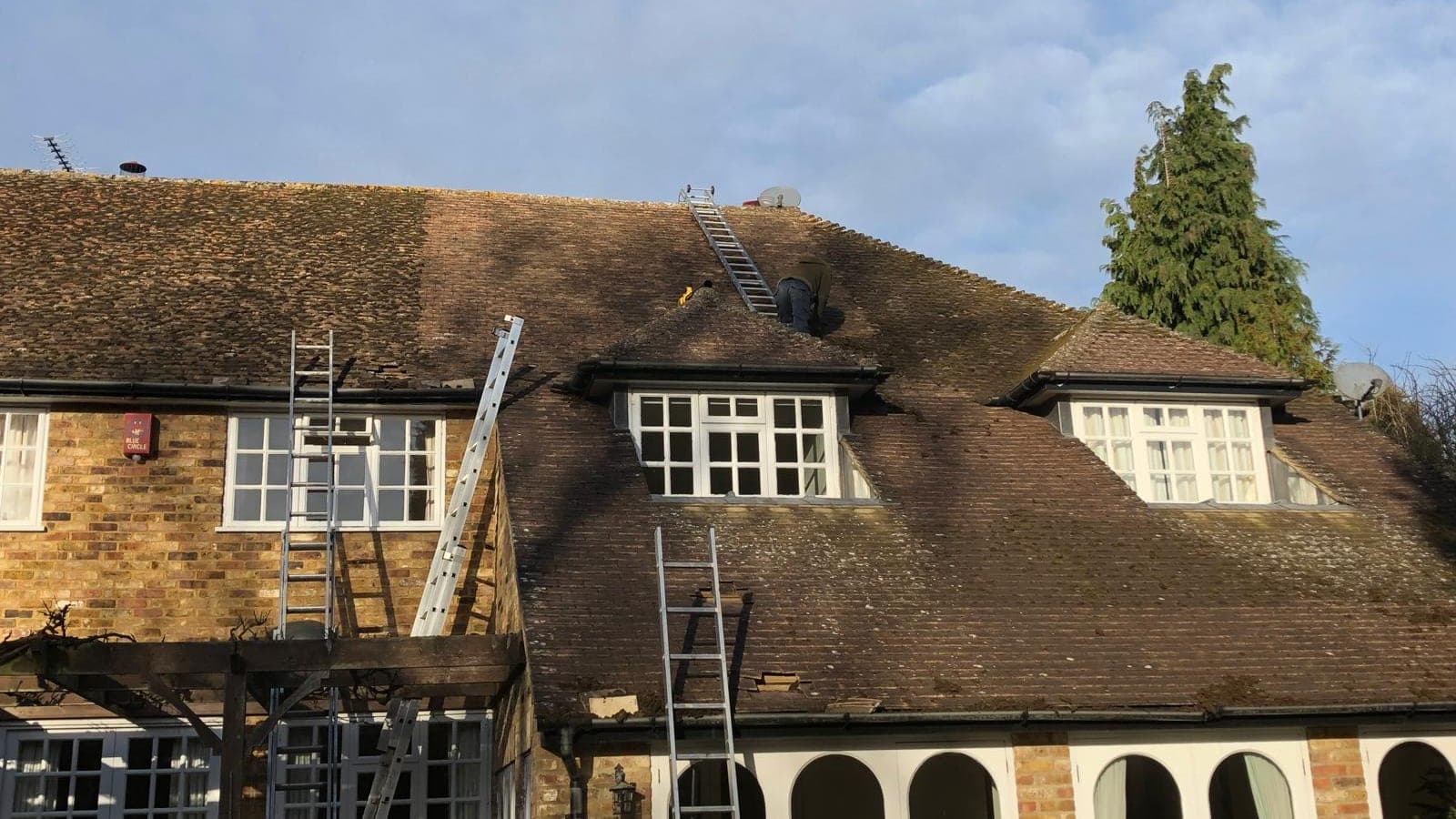 Heavily mossed clay tiled roof on a 1930s house with ladders up and a roofer clearing moss from the ridge by hand